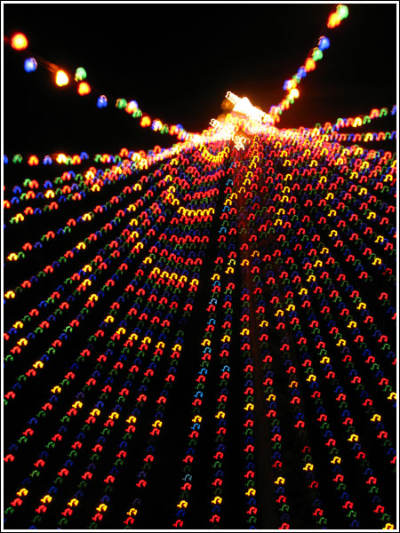 trailoflightstree.jpg