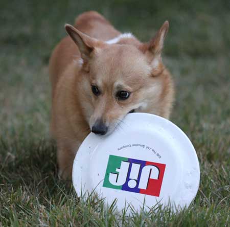Lizzie the Corgi