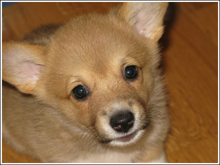 Corgi Puppy Corgi Puppy