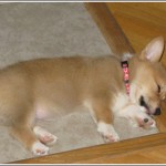 lizzie-asleep Sleepy Puppy