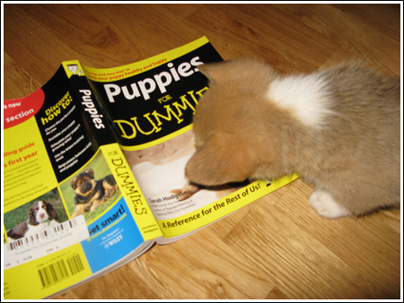 Lizzie Reads Lizzie Reads