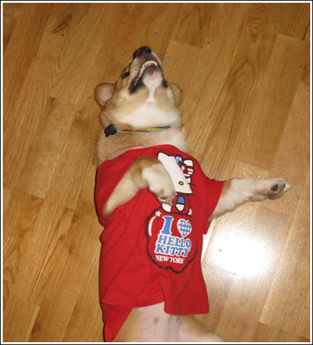 dog
