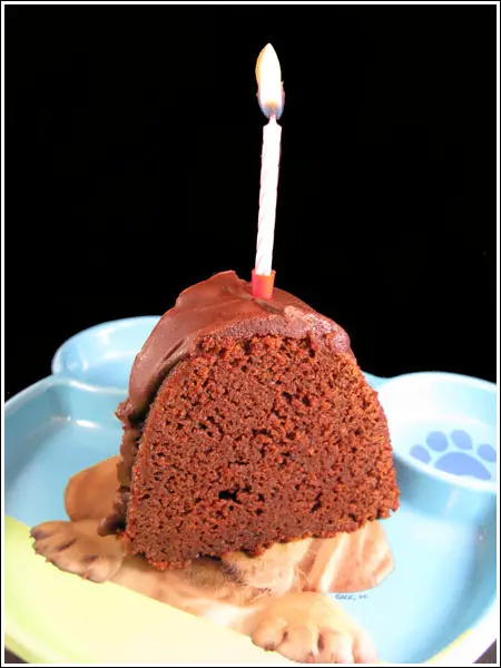 Chocolate Birthday Cake Slice. slice of cake