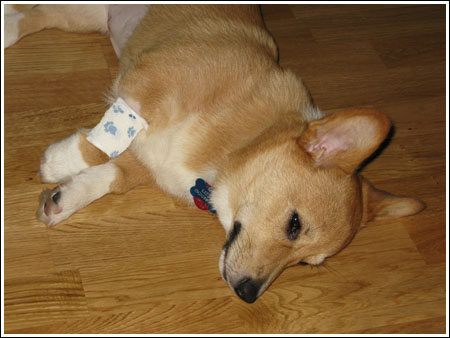 lizzieboo Tired Puppy