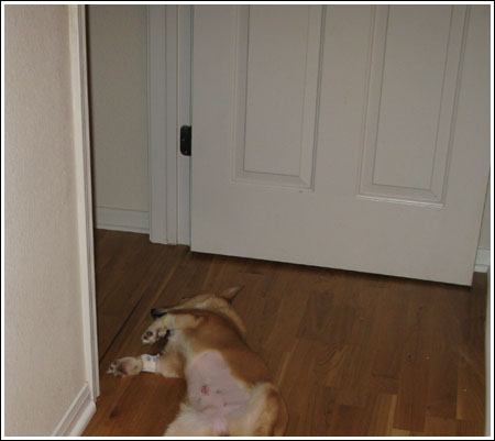 pobrecita-003 sleepy puppy