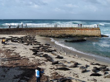 trip-cb seals at children\'s pool beach