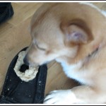 lizzie eating bone