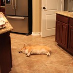 sleeping corgi