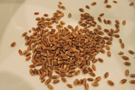 redwheat