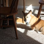 Lizzie the Corgi and a cat