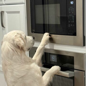 Dog using the microwave on Cookie Madness.