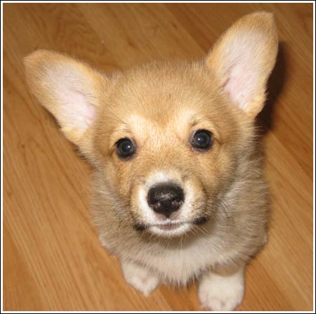 Corgi Puppy