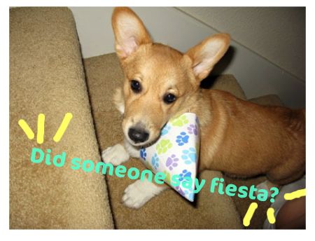 party-dog fiesta dog