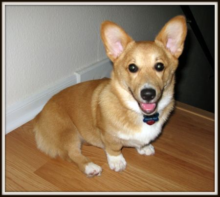 5 Month Old Corgi