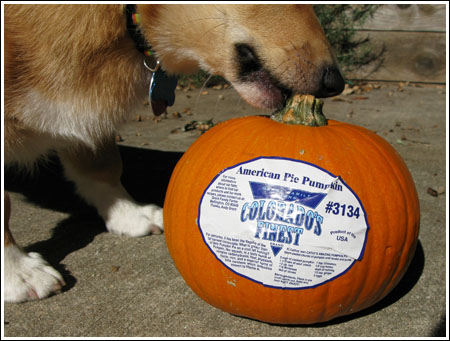 pie pumpkin