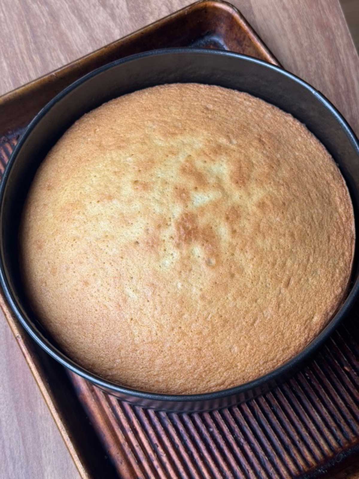 Olive oil sponge cake in a 9-inch round springform pan.