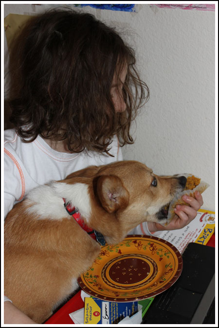 corgi eating a muffin