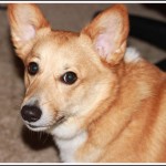 Lizzie the Corgi