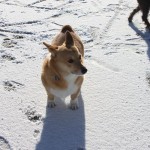 Corgi