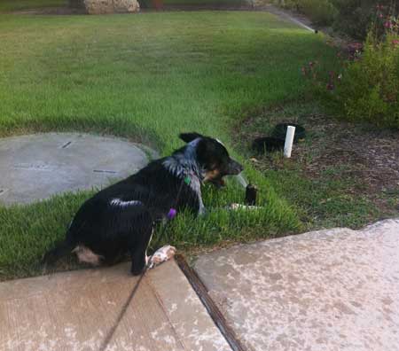 hal at the sprinkler