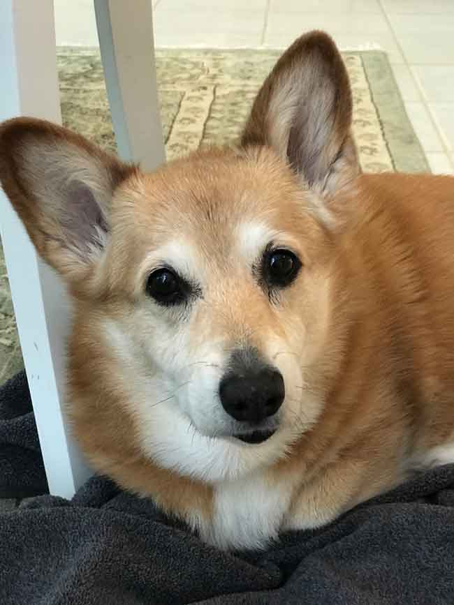 lizzie the corgi