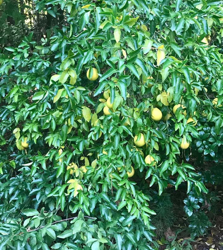 Lemon Tree