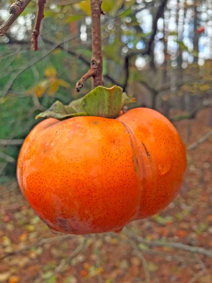 Persimmon Bread