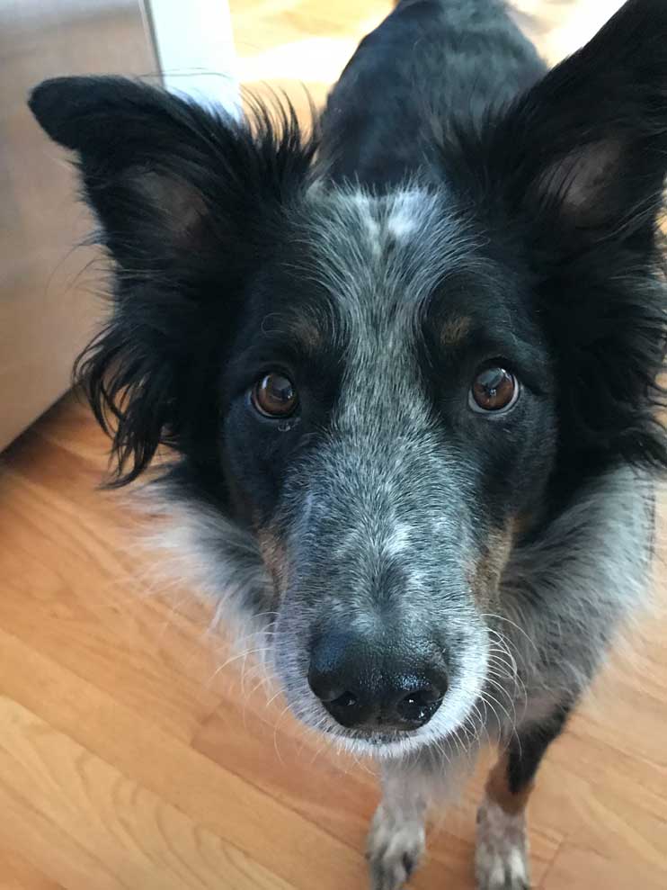 Texas Heeler or border and heeler mix?