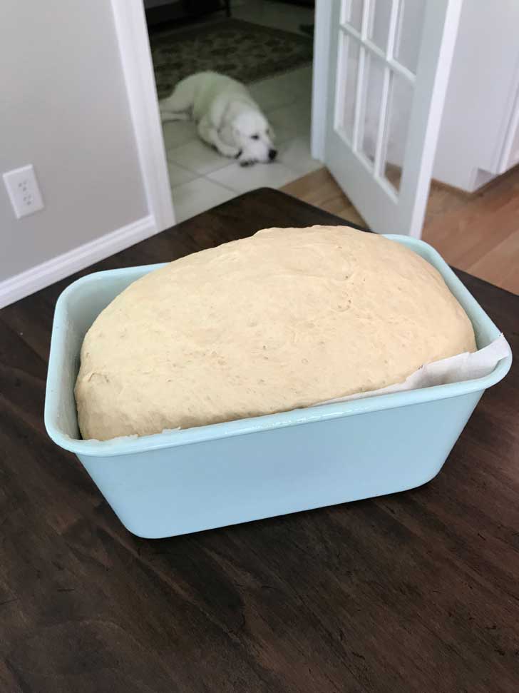 Basic Whole Wheat Bread rising in a deep loaf pan.