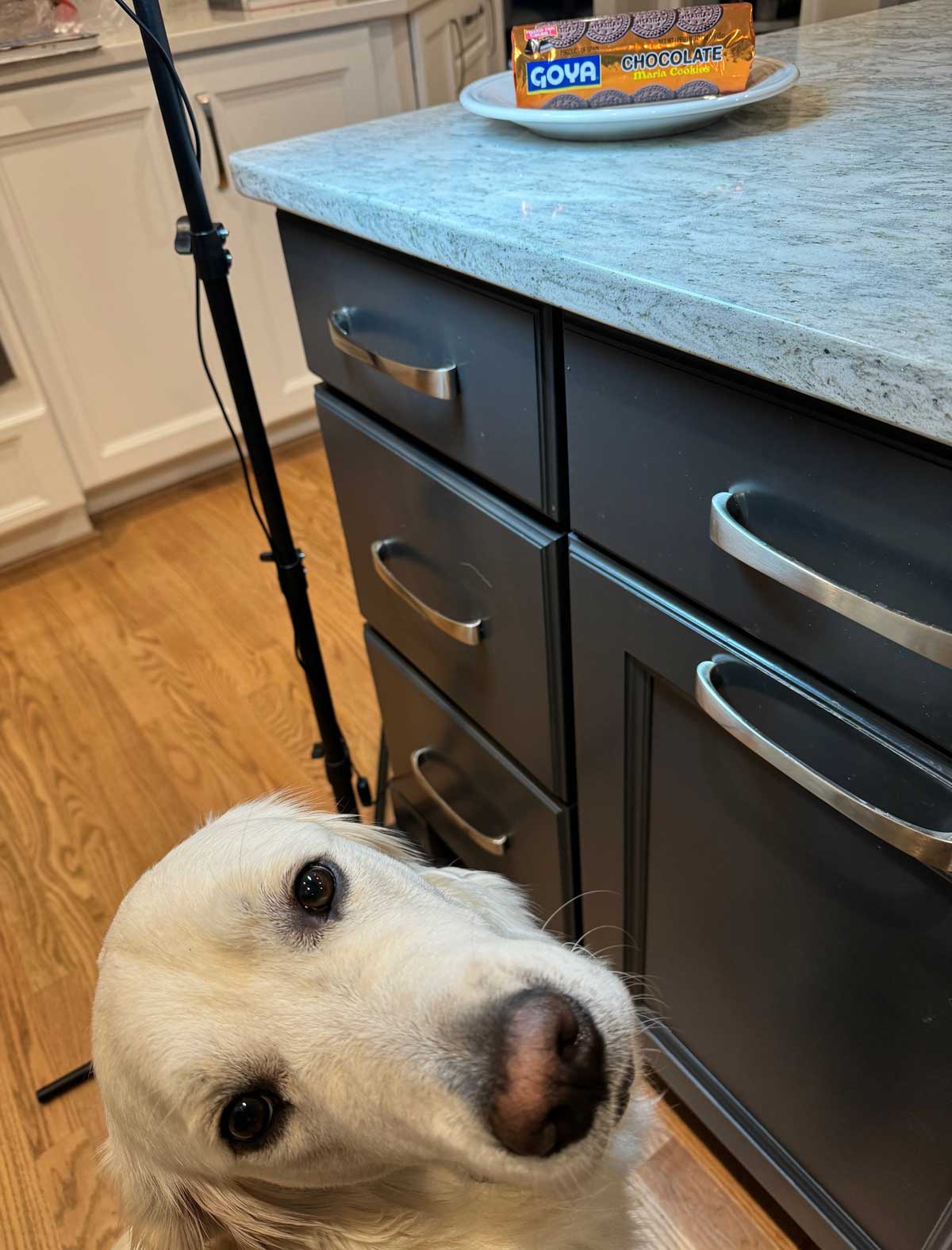 Making a Maria Cookies icebox cake.