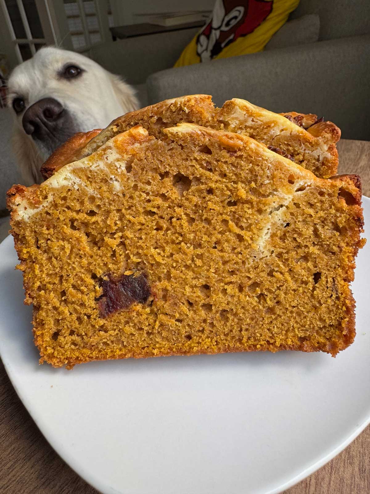 Sliced Date Pumpkin Bread with a cream cheese swirl and a sneaky dog in the background.
