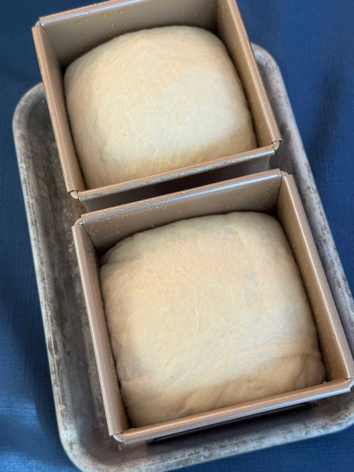 Dough for soft sourdough sandwich bread rising in cube shaped loaf pans.