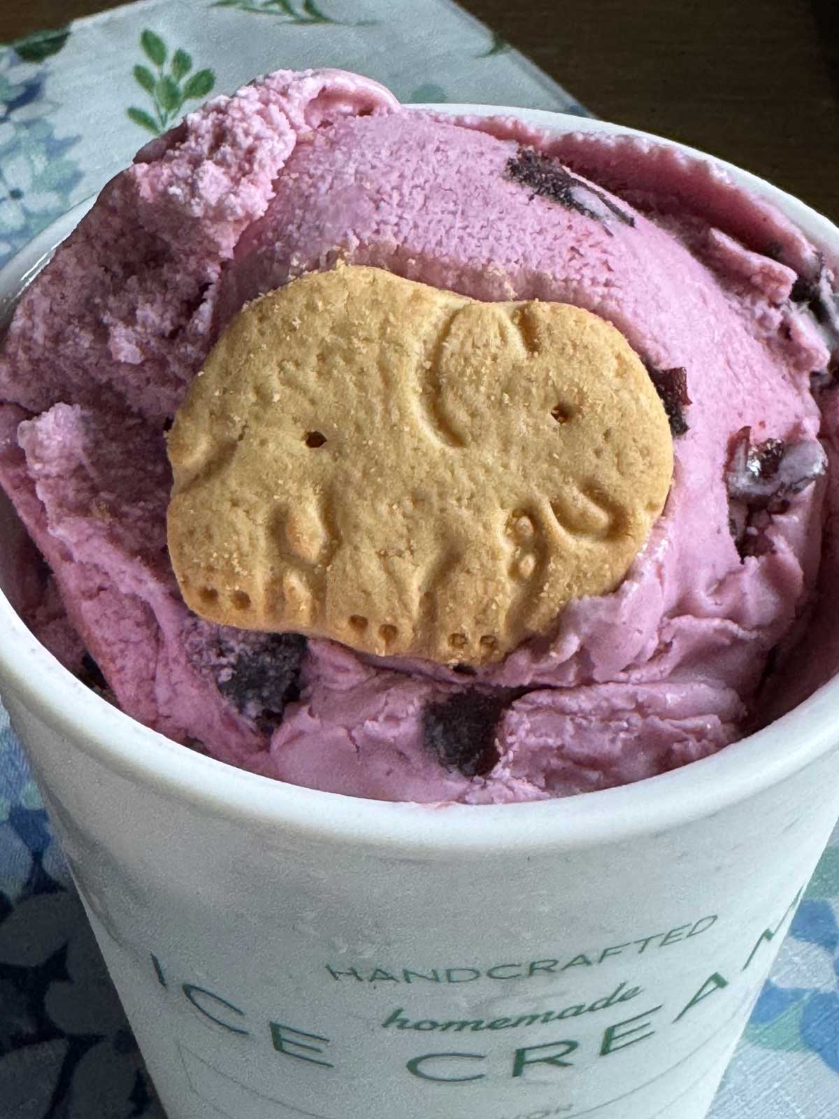 Blueberry Cheesecake Ice Cream recipe that calls for buttermilk, cream, and milk and can be made with allulose or sugar.